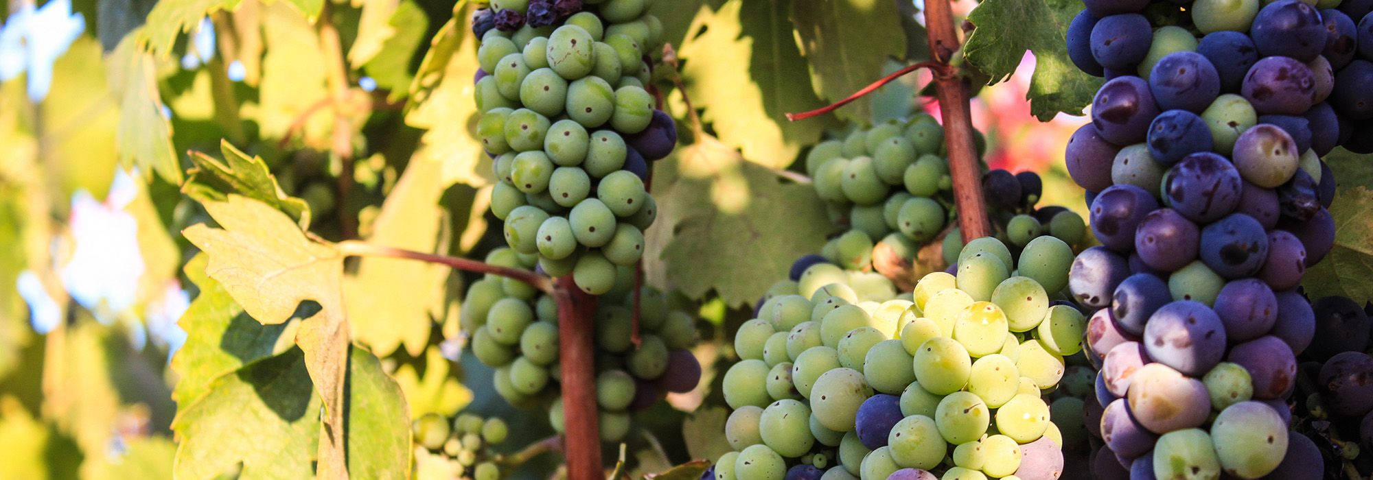 wine grapes