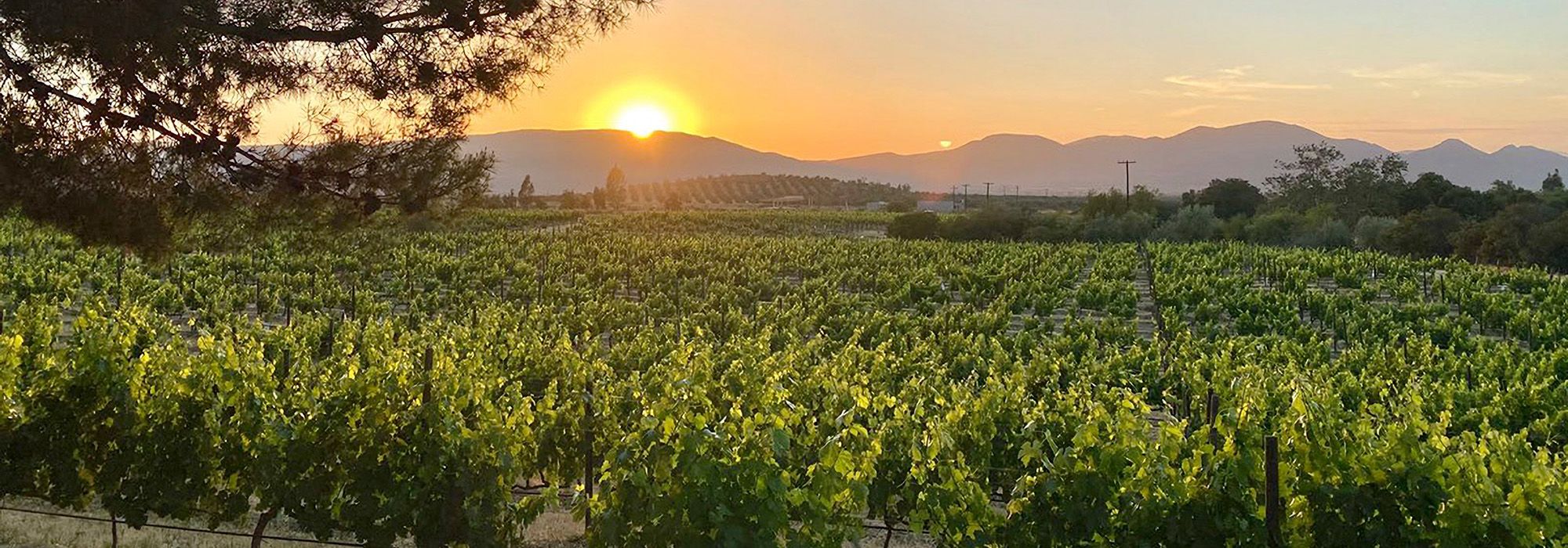 Valle de Guadalupe